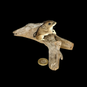 Taxidermy Field Mouse. Log no 133.
