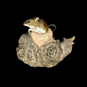 Taxidermy Field Mouse. Log no 134.