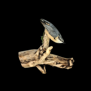 Taxidermy Eurasian Nuthatch. Log no 553a.