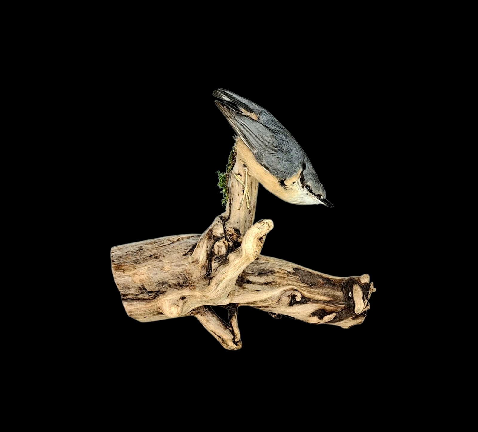 Taxidermy Eurasian Nuthatch. Log no 553a.