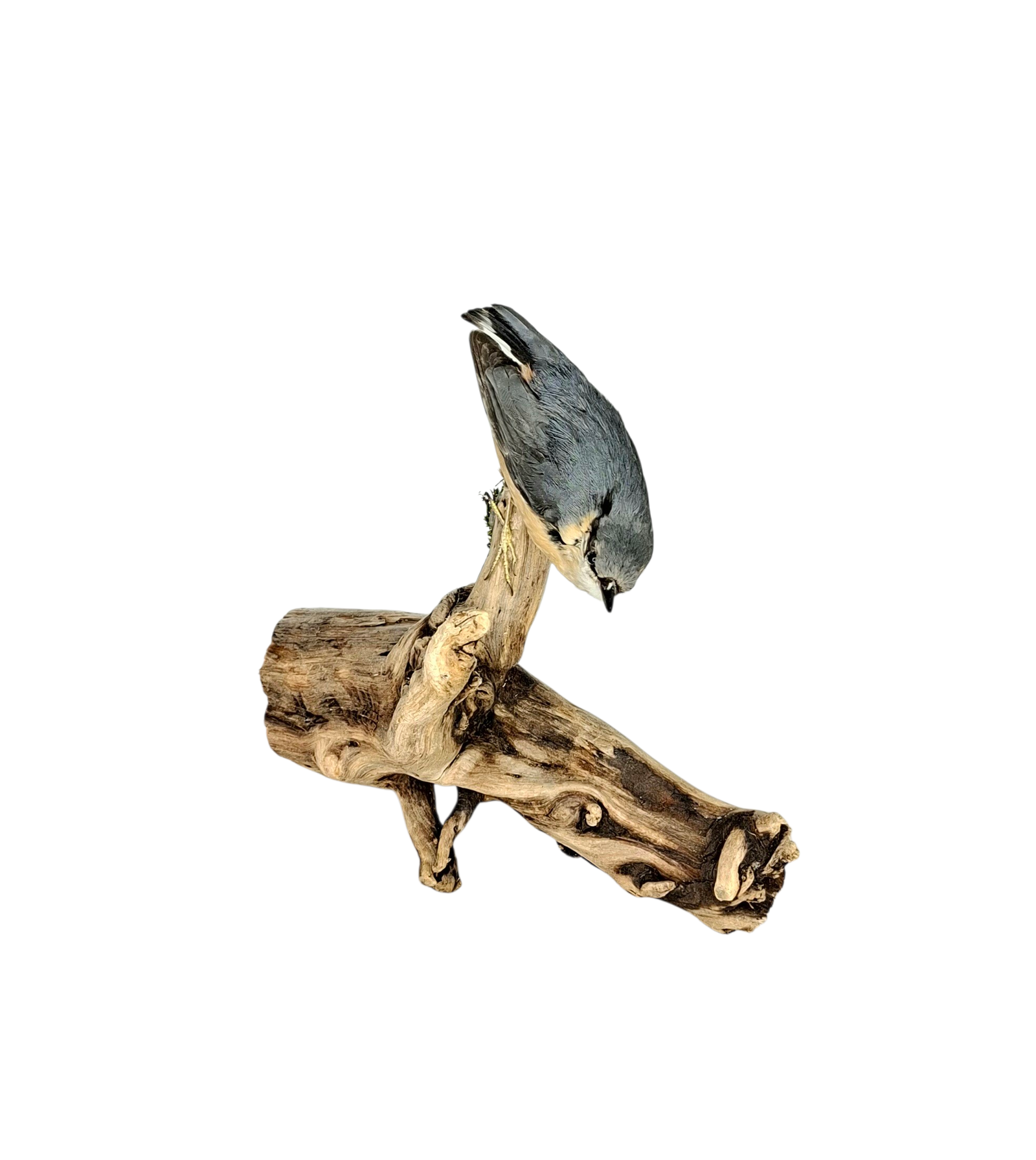 Taxidermy Eurasian Nuthatch. Log no 553a. - Image 2