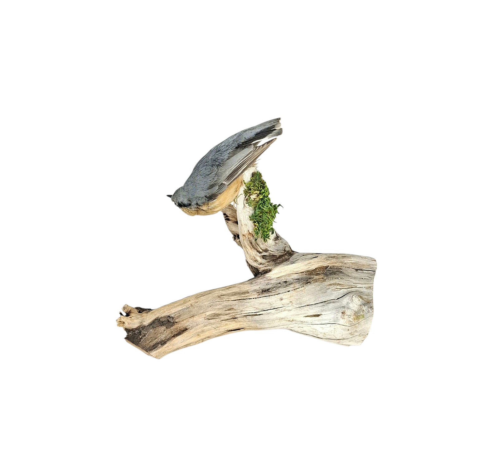 Taxidermy Eurasian Nuthatch. Log no 553a. - Image 3