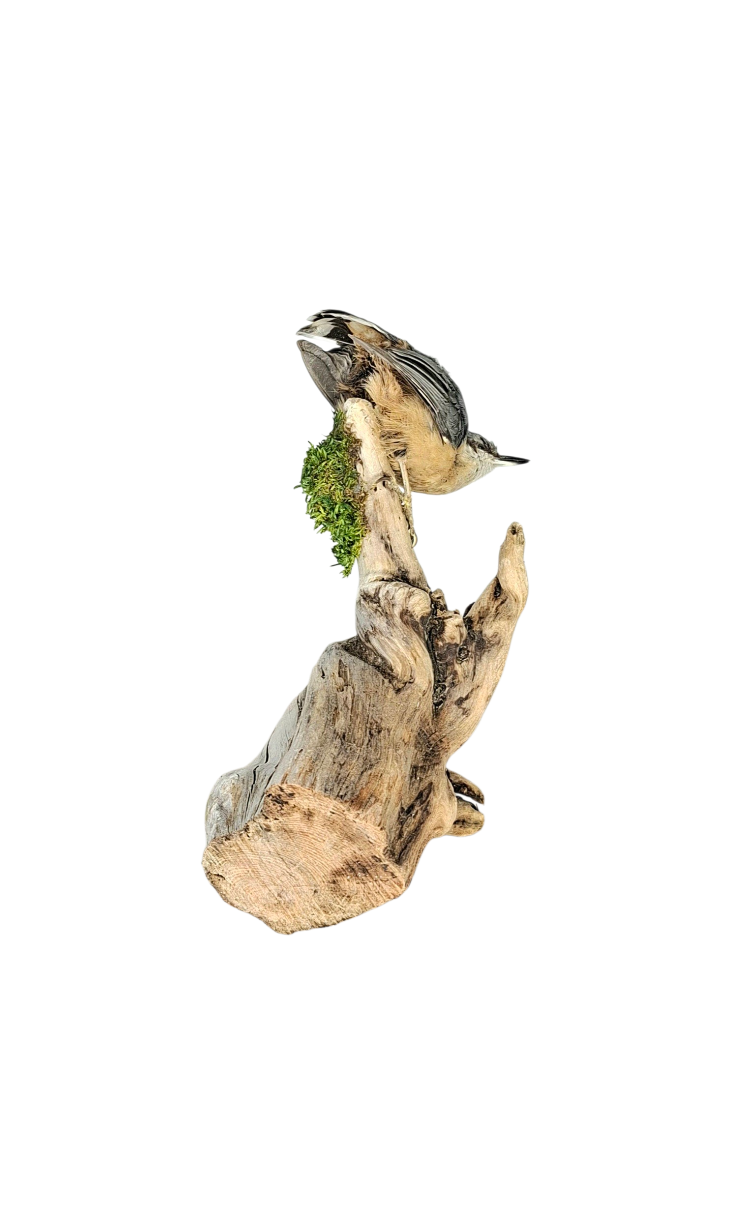 Taxidermy Eurasian Nuthatch. Log no 553a. - Image 4