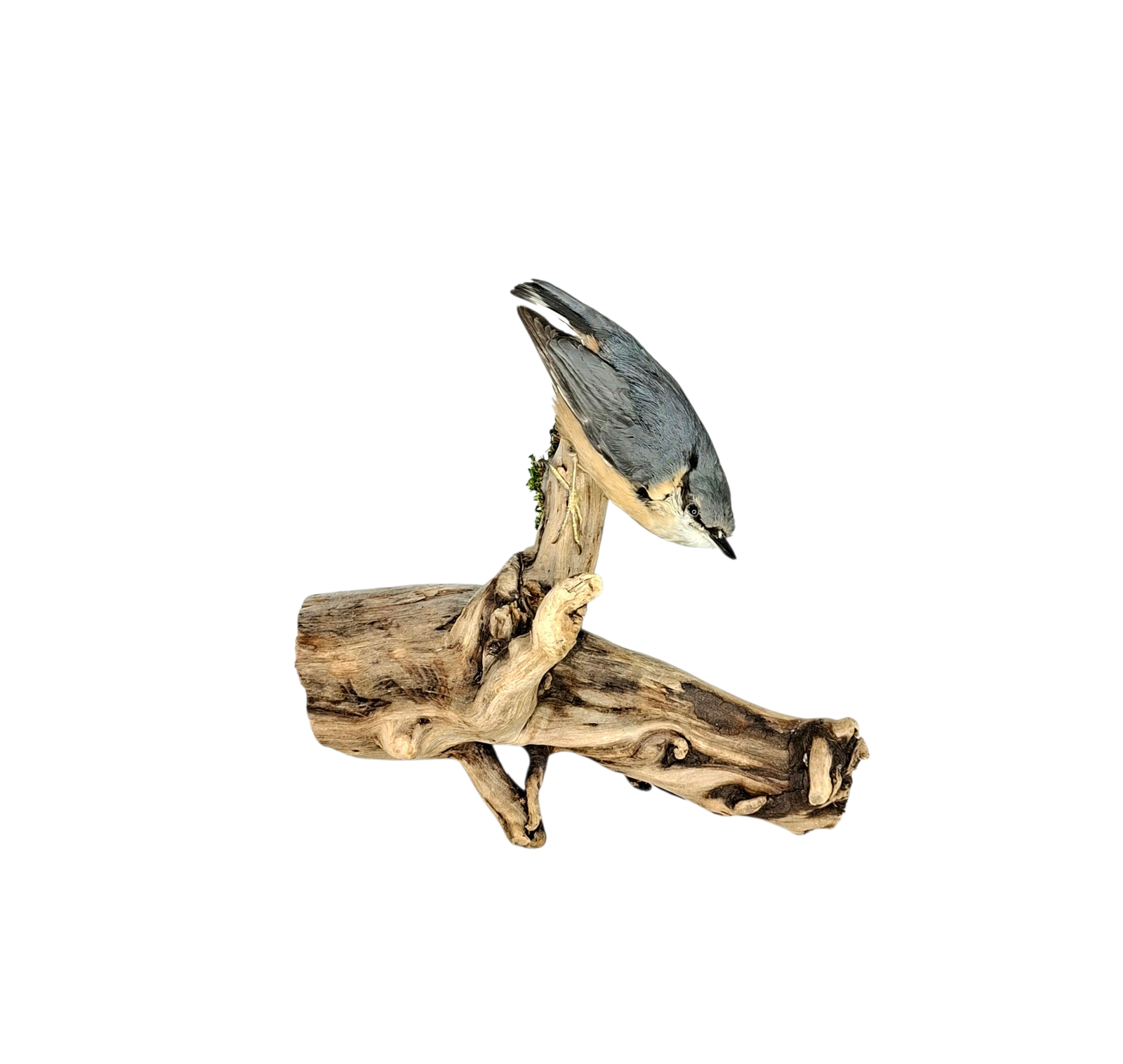 Taxidermy Eurasian Nuthatch. Log no 553a. - Image 5