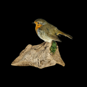SOLD - Taxidermy European Robin. Log no 817a.