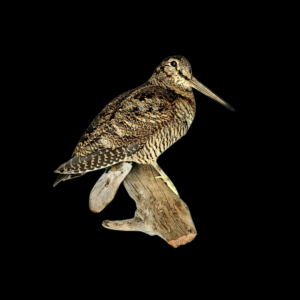 SOLD - Taxidermy Woodcock. Log no 9837.