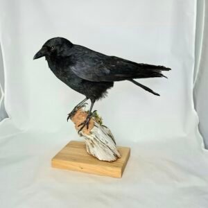 Taxidermy Carrion Crow. Log no 203a.