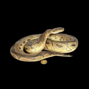 Taxidermy Ball Python. Log no 127.