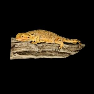 Taxidermy Adult Bearded Dragon. Log no 128.