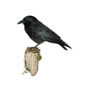 Taxidermy Carrion Crow. Log no 187a.