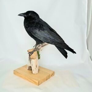 Taxidermy Carrion Crow. Log no 240a.