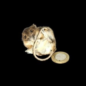Taxidermy Field Mouse. Log no 129.