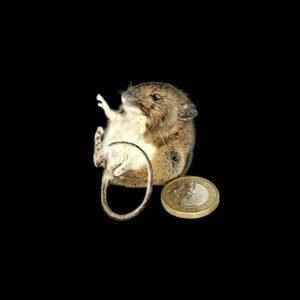 Taxidermy Field Mouse. Log no 132.
