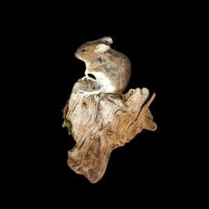 Taxidermy Field Mouse. Log no 131.