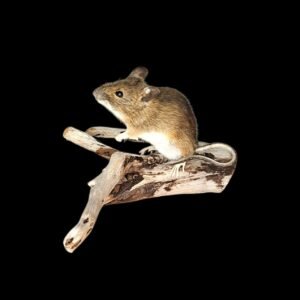 Taxidermy Field Mouse. Log no 133.