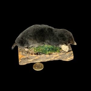 Taxidermy Crawling Mole. Log no 130.