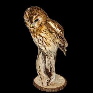 Taxidermy Tawny Owl. Log no 801a.