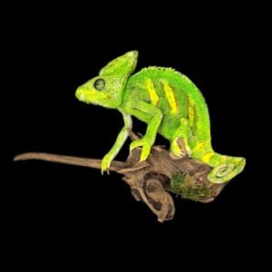 Taxidermy Veiled Chameleon. Log no 134.