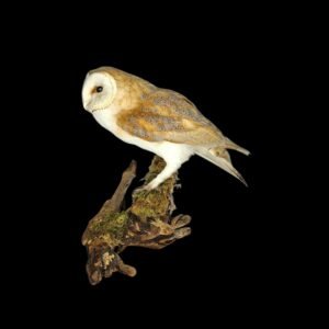 Taxidermy Barn Owl. Log no 7718.