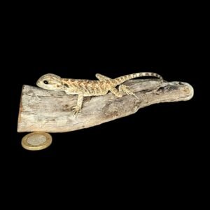 Taxidermy Baby Bearded Dragon. Log no 138.