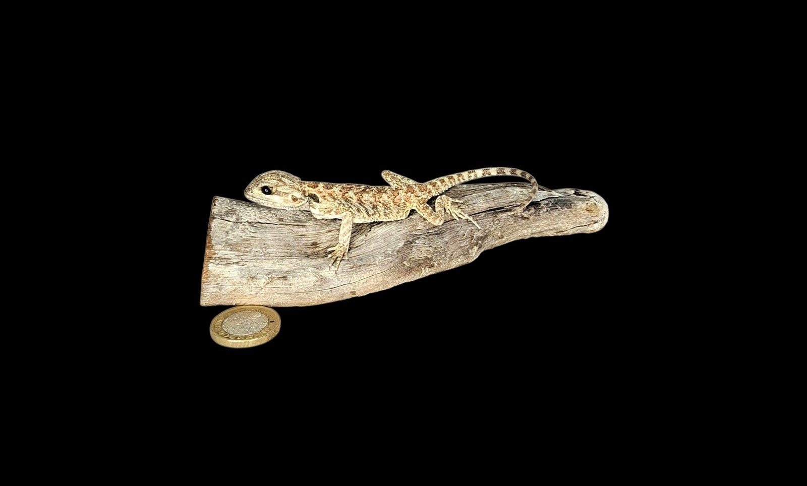 Taxidermy Baby Bearded Dragon. Log no 138.