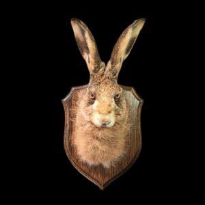 Taxidermy European Hare Mask. Log no 382.