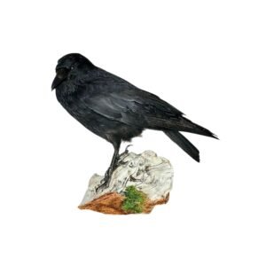 Taxidermy Carrion Crow. Log no 242a.