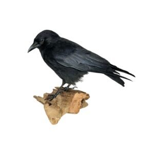 Taxidermy Carrion Crow. Log no 243a.