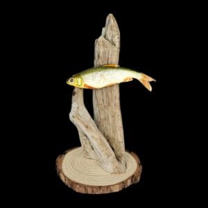 Taxidermy Tiny Common Dace. Log no 135.