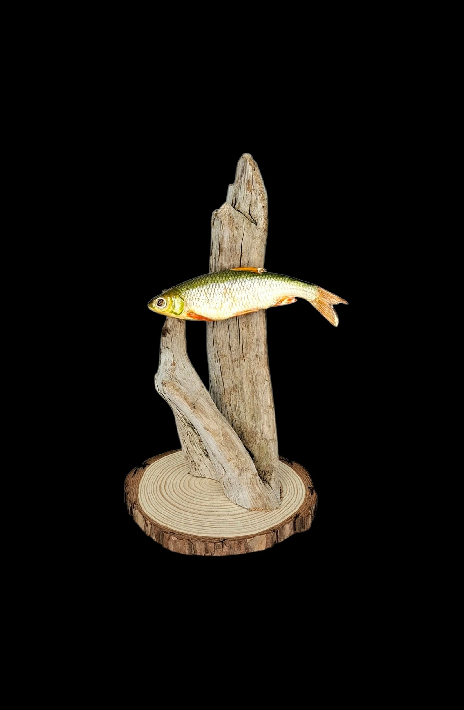 Taxidermy Tiny Common Dace. Log no 135.
