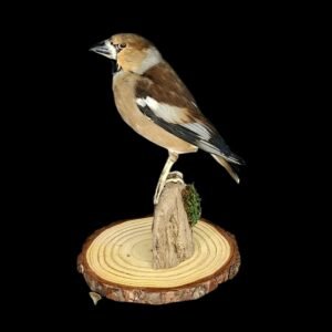 Taxidermy Eurasian Hawfinch. Log no 825a.