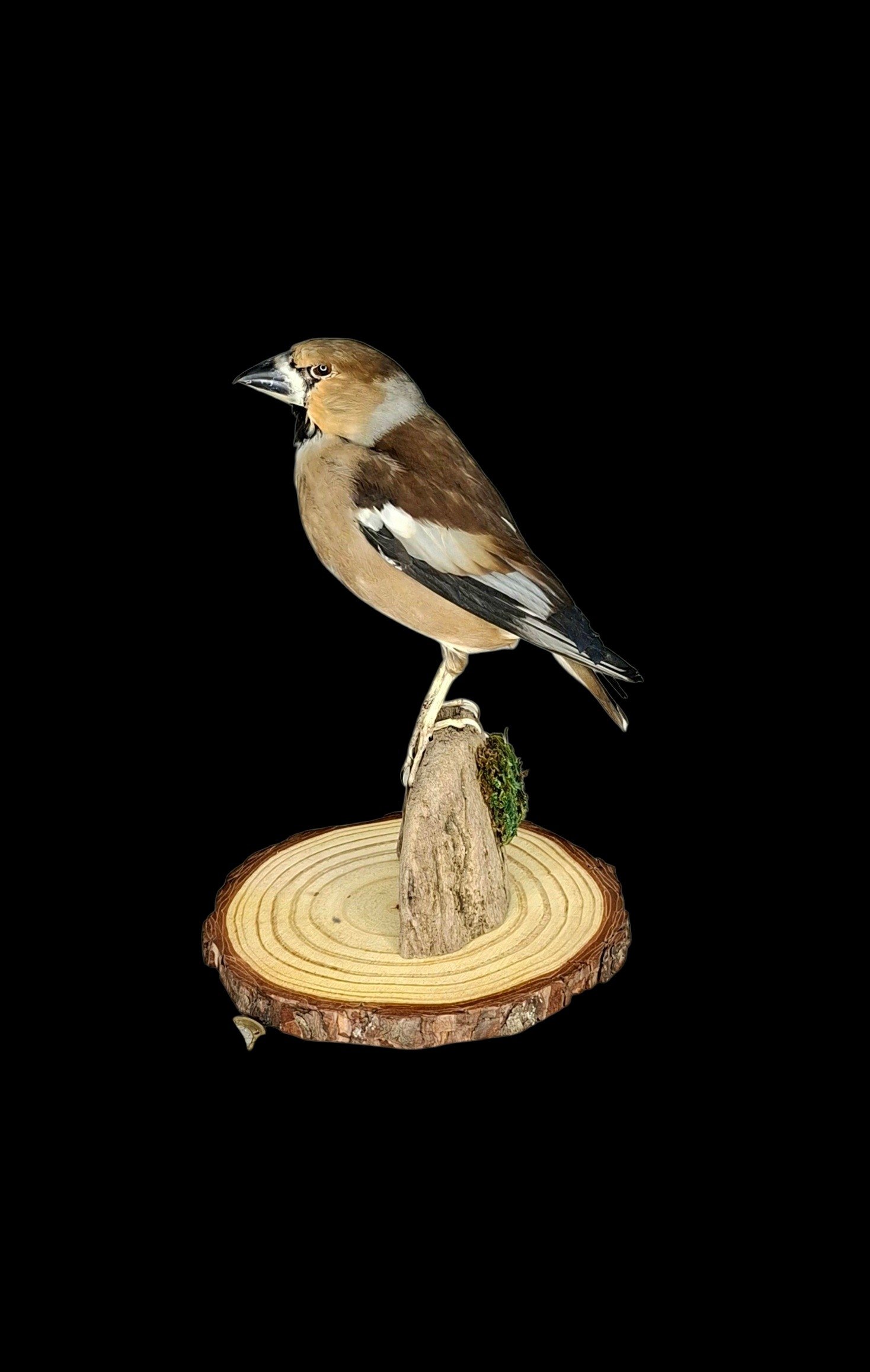 Taxidermy Eurasian Hawfinch. Log no 825a.
