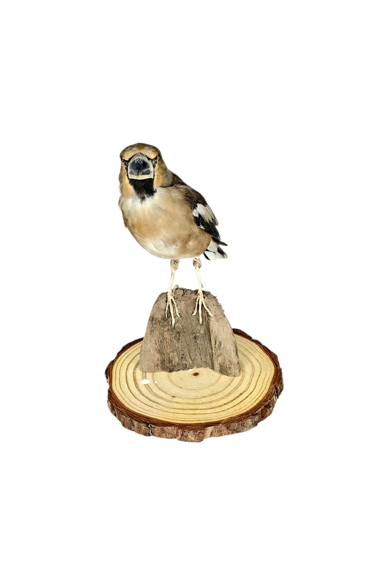 Taxidermy Eurasian Hawfinch. Log no 825a. - Image 2
