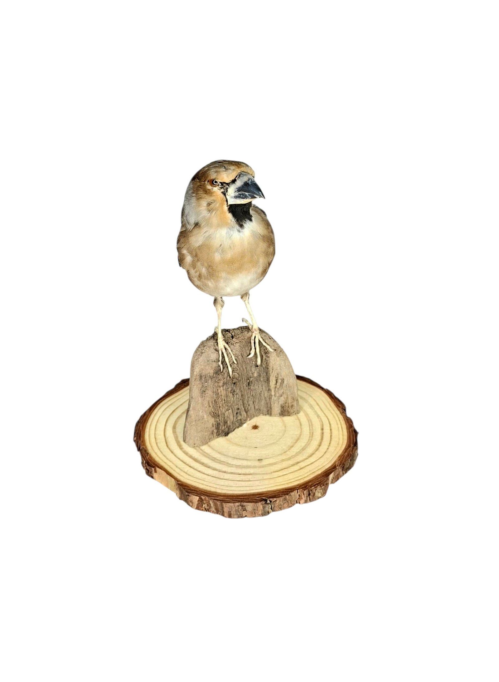 Taxidermy Eurasian Hawfinch. Log no 825a. - Image 3