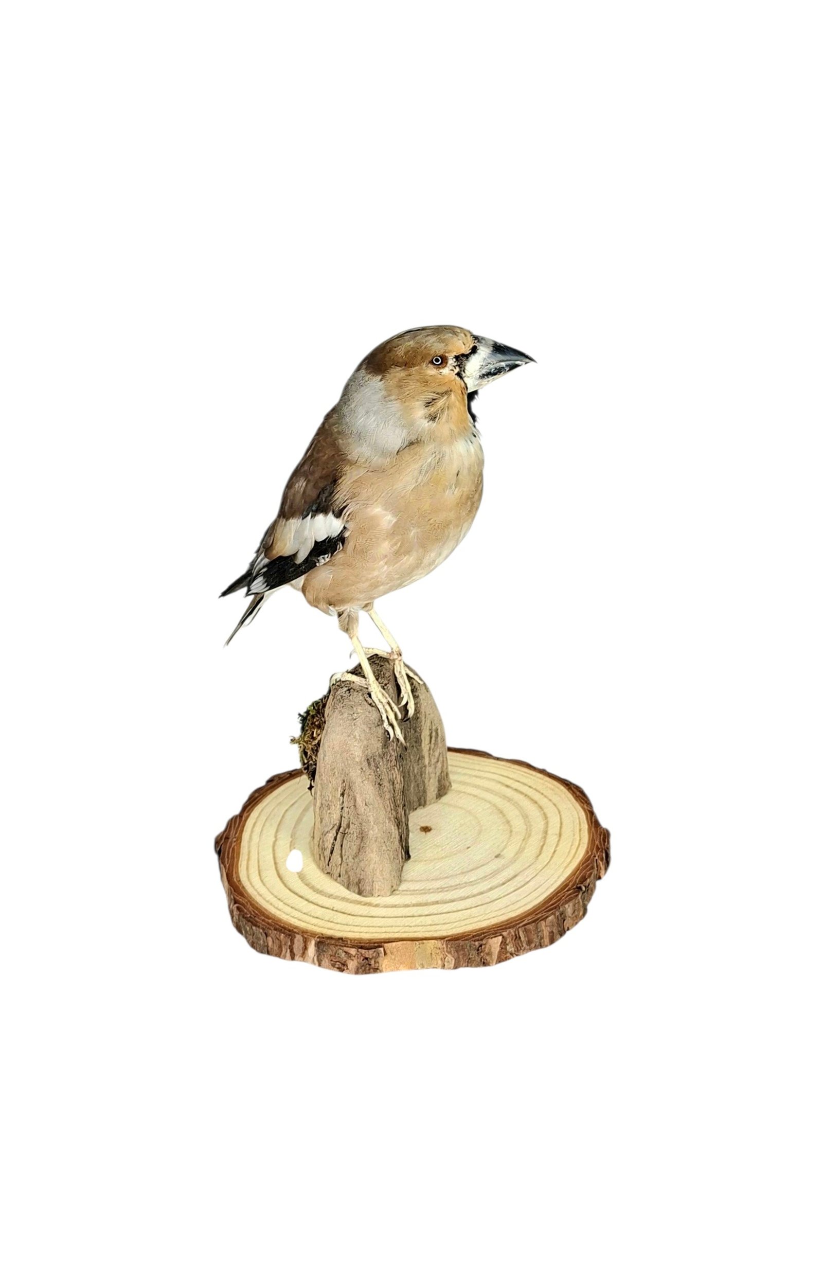Taxidermy Eurasian Hawfinch. Log no 825a. - Image 4