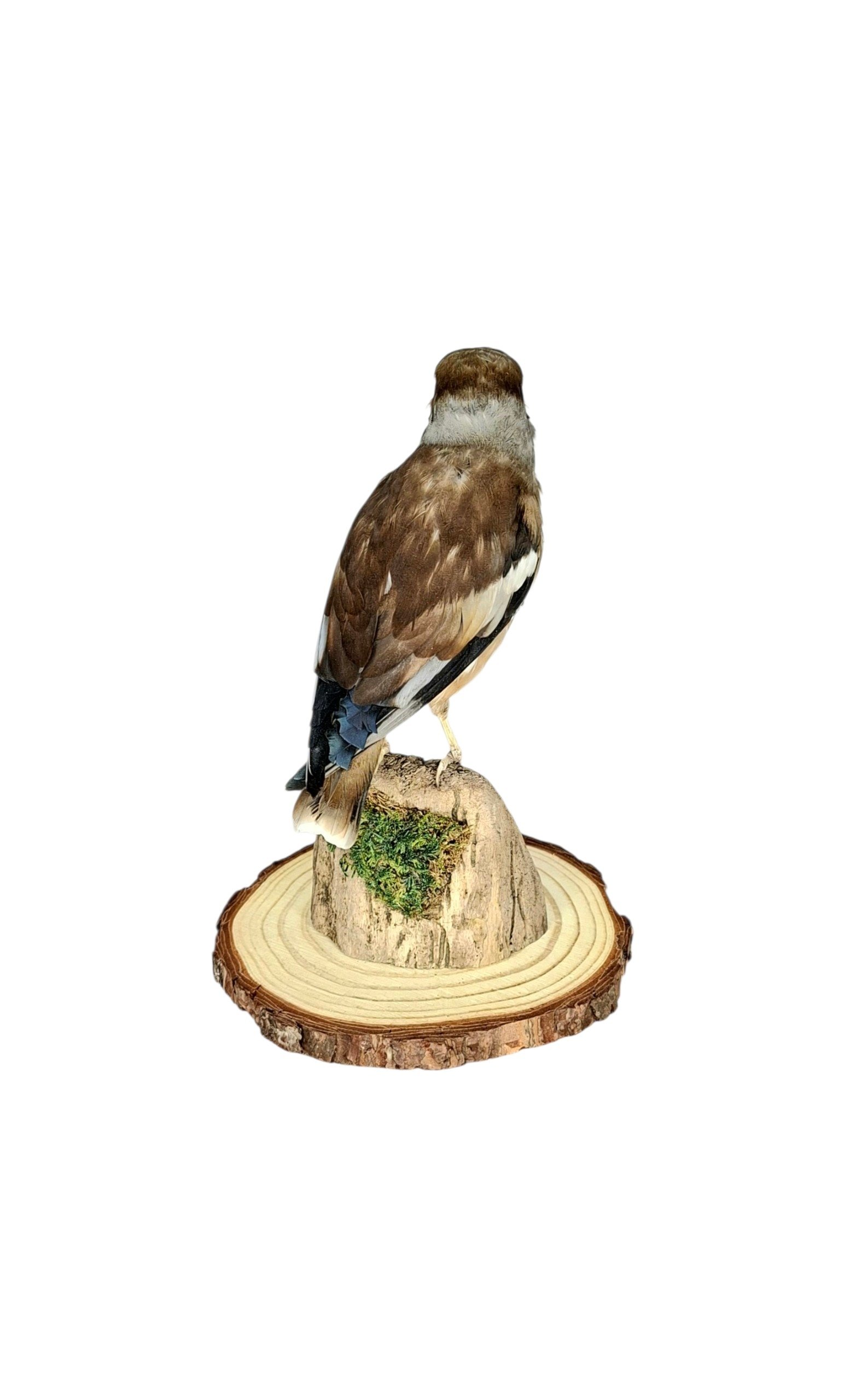 Taxidermy Eurasian Hawfinch. Log no 825a. - Image 5