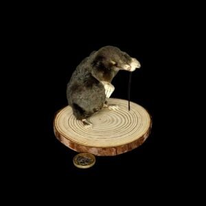 Taxidermy Mole With Walking Stick. Log no 137.