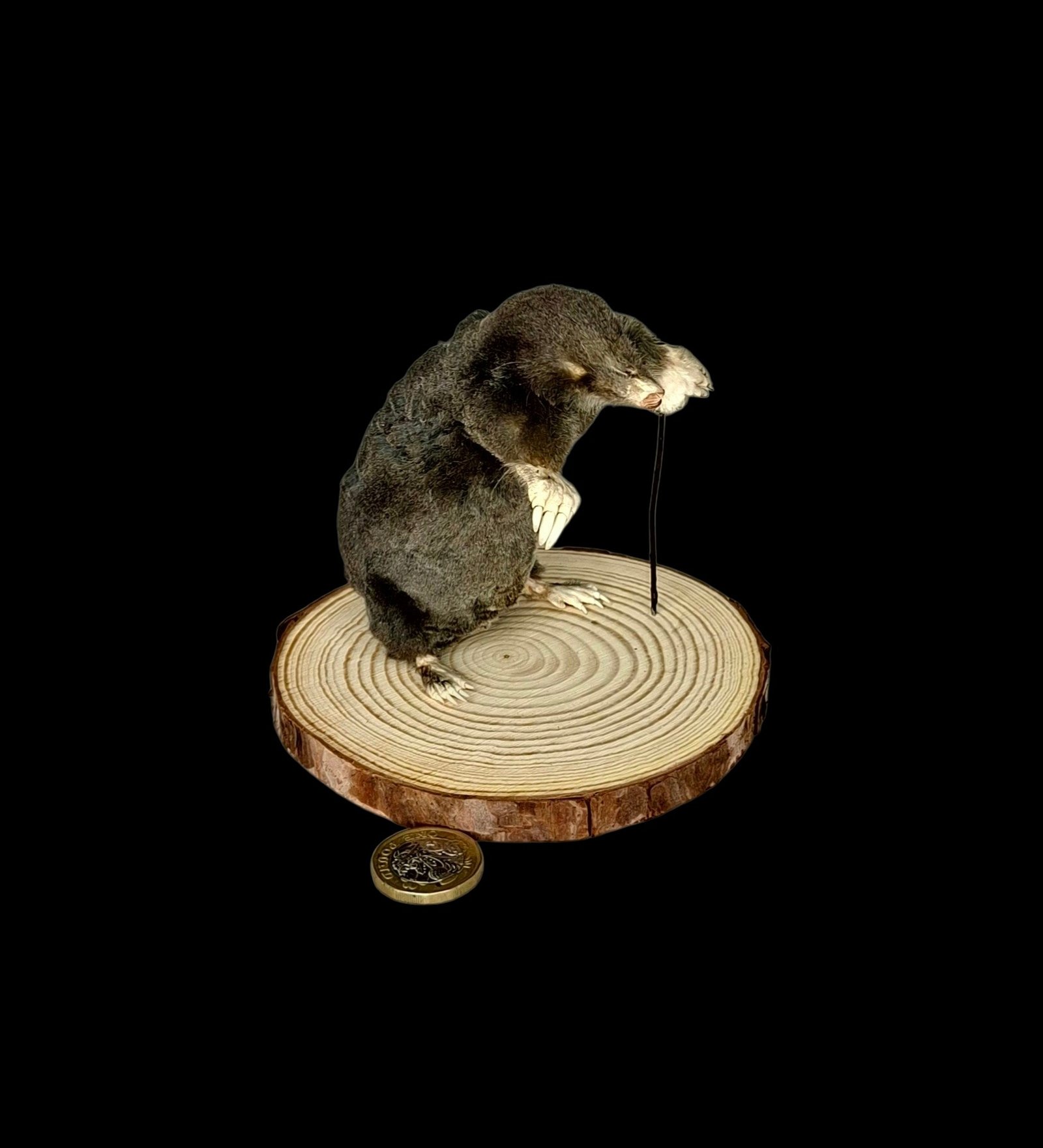 Taxidermy Mole With Walking Stick. Log no 137.