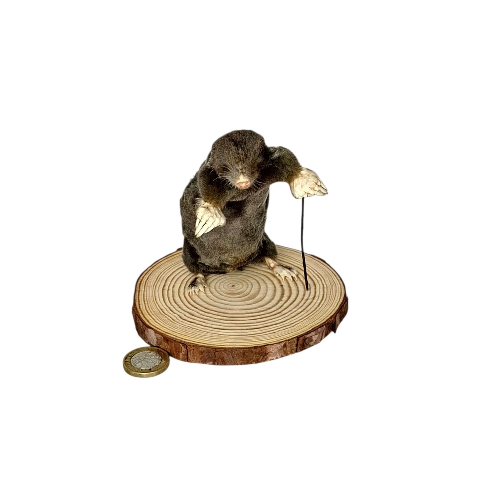Taxidermy Mole With Walking Stick. Log no 137. - Image 2