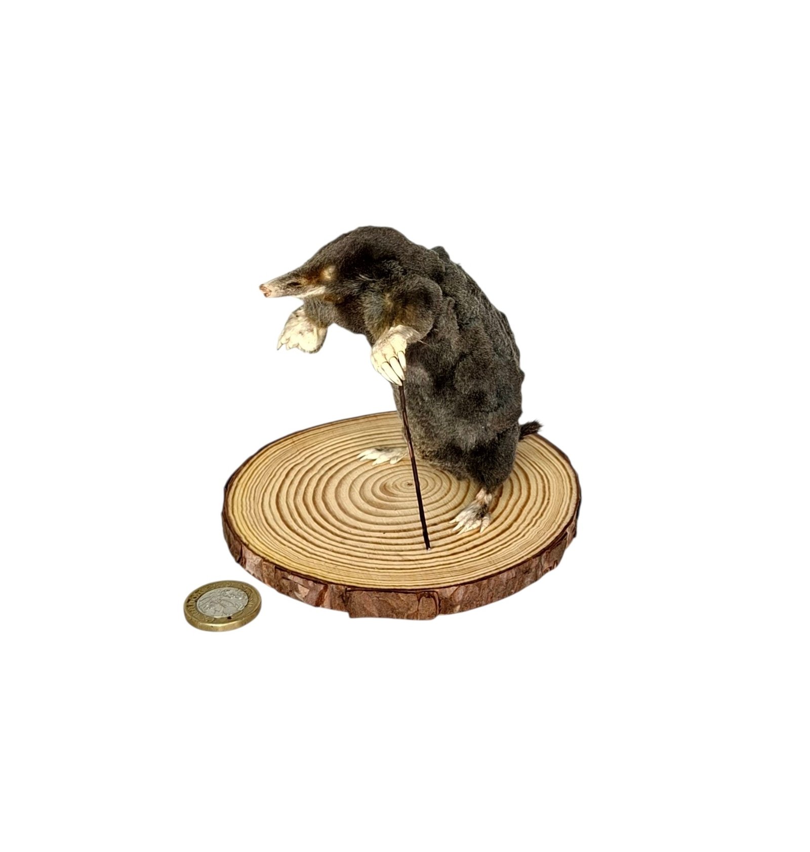 Taxidermy Mole With Walking Stick. Log no 137. - Image 3