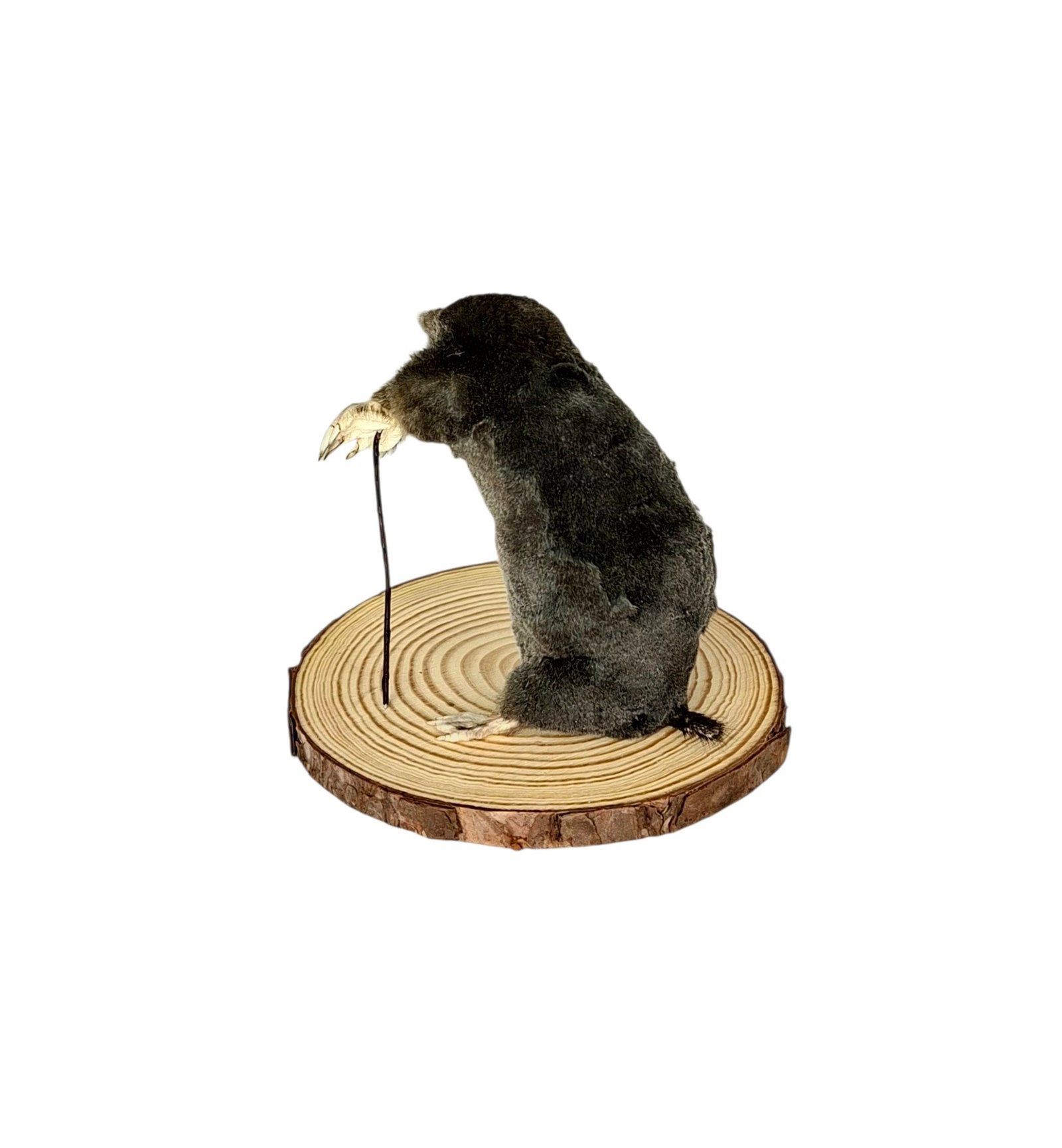 Taxidermy Mole With Walking Stick. Log no 137. - Image 4