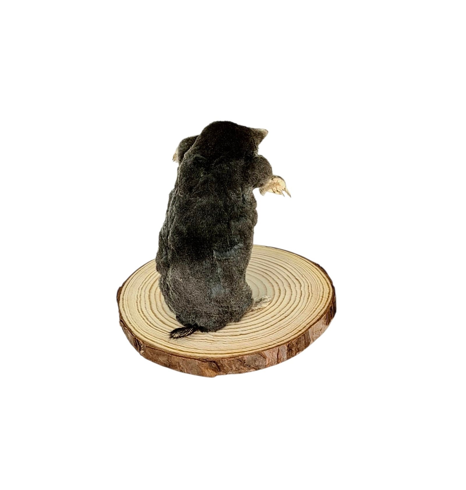 Taxidermy Mole With Walking Stick. Log no 137. - Image 5