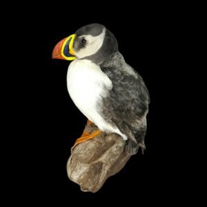 SOLD - Taxidermy Atlantic Puffin. Log no 811a.