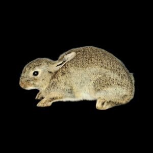 Taxidermy European Rabbit. Log no 381.