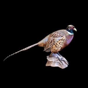 Taxidermy Ring-necked Pheasant. Log no 7899.