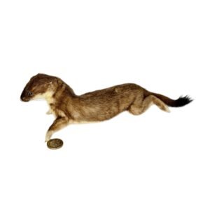 Taxidermy Stoat. Log no 136.