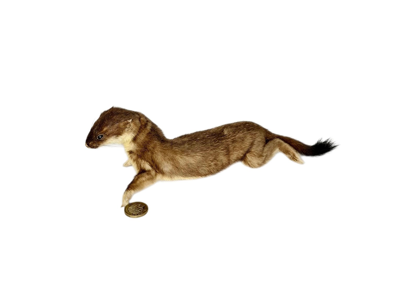 Taxidermy Stoat. Log no 136.