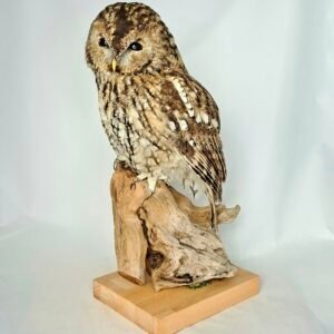 Taxidermy Tawny Owl. Log no 7830.