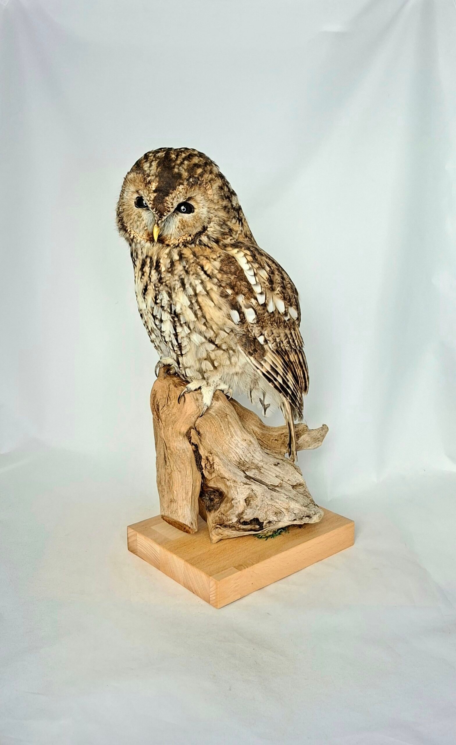 Taxidermy Tawny Owl. Log no 7830.