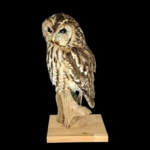 Taxidermy Tawny Owl. Log no 797a.